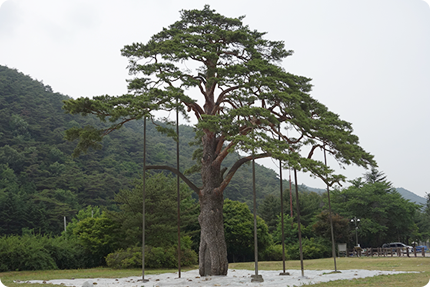Jeongipum Pine (Natural Monument No. 203)