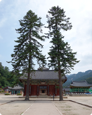 Fir tree in front of Cheongwangmun Gate