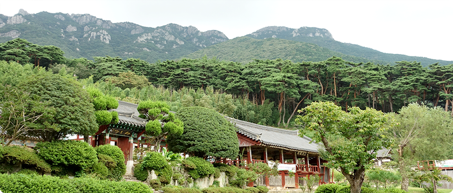 Pine tree forest behind Geungnagam and Yeongchuksan Mountain