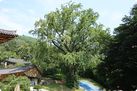 Ginkgo tree of Baengnyeonam