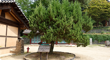 김구선생이 심은 향나무